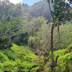 Aiea Loop Trailhead view of the forest below