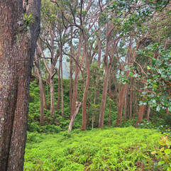 Aiea Loop Trailhead trees everywhere