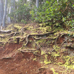 Aiea Loop Trailhead tree roots on the forest floor