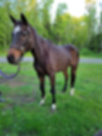 thoroughbred PPID 
