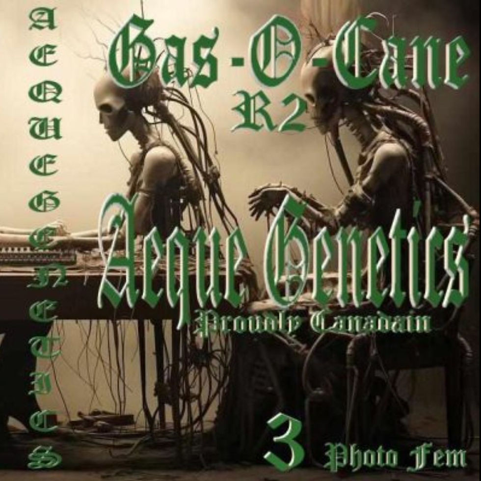 Aeque New drop 1-10 (1).jpg