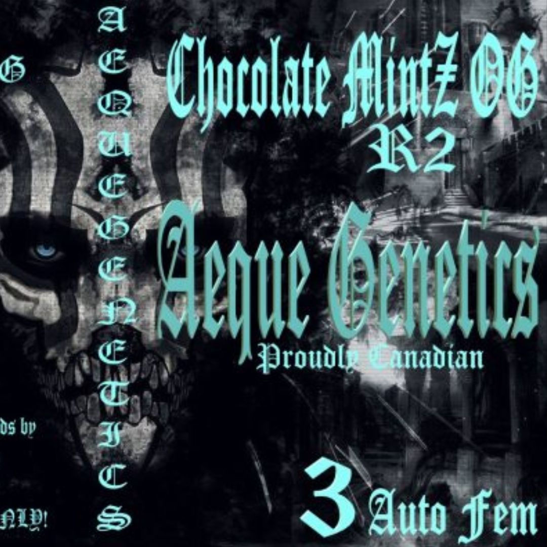 Chocolate Mintz OG R2 3pk (A)