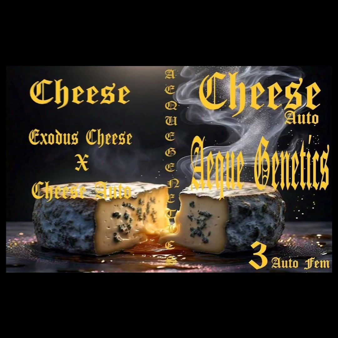 Cheese 3pk (AF)