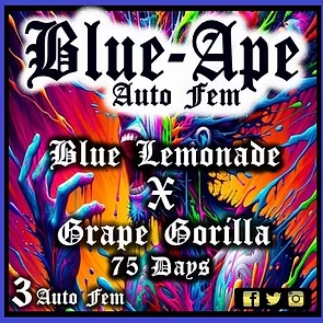Blue Ape 3pk (AF)