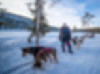 Sled dog musher standing with her dogs in snow landscape.