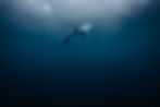 website landpage Des '24_by Willem van den Heever-1.jpg