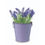 Thumbnail: OSMS Lavender Grow Kit