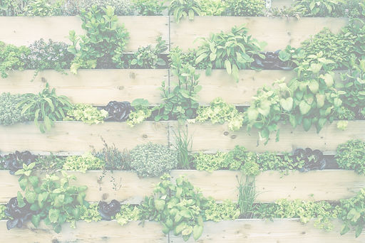 parede verde com diversas mudas de plantas e ervas aromáticas