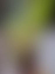 ポチっとしてしまった物