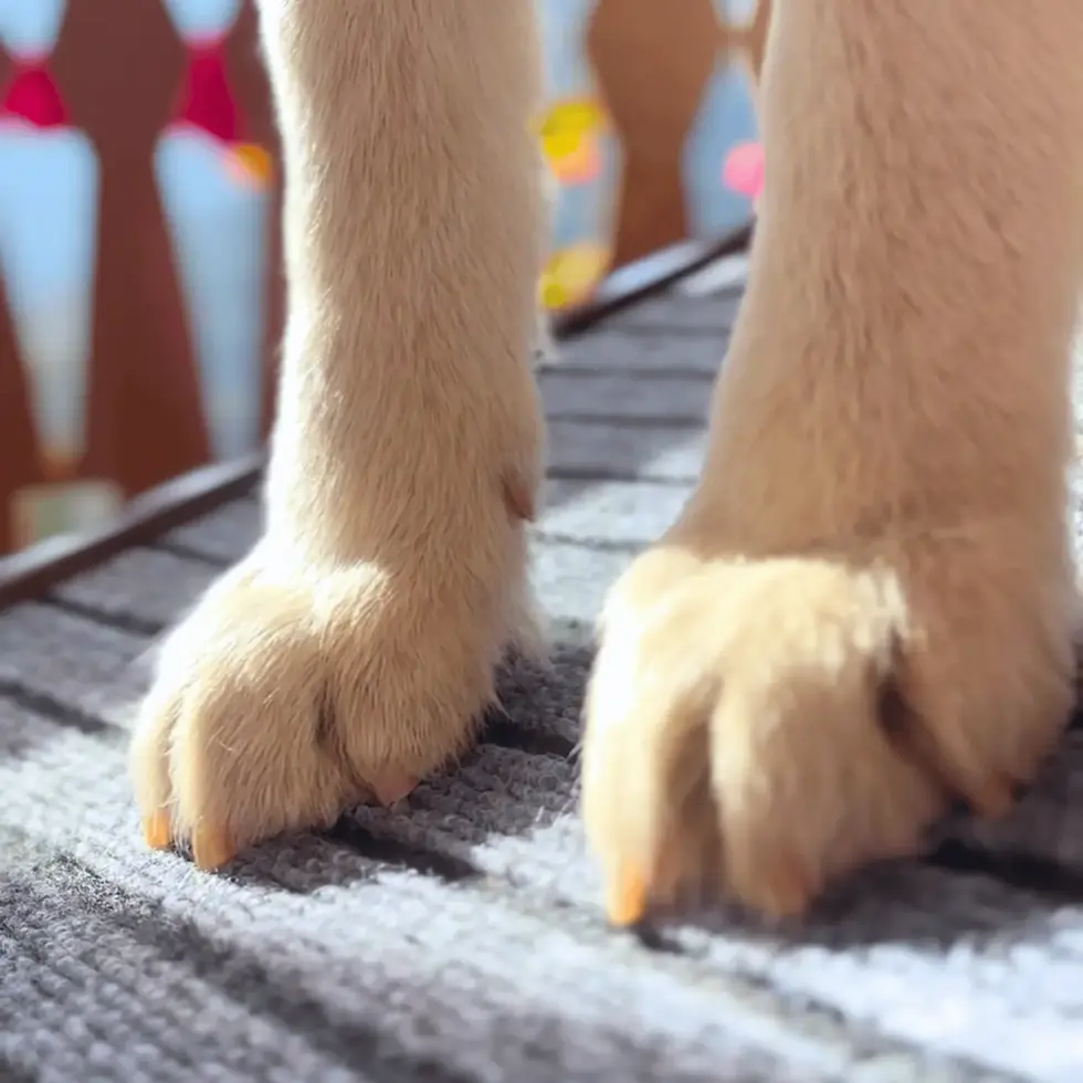 pet ramp with rails solid wood foldable and adjustable for dogs and cats