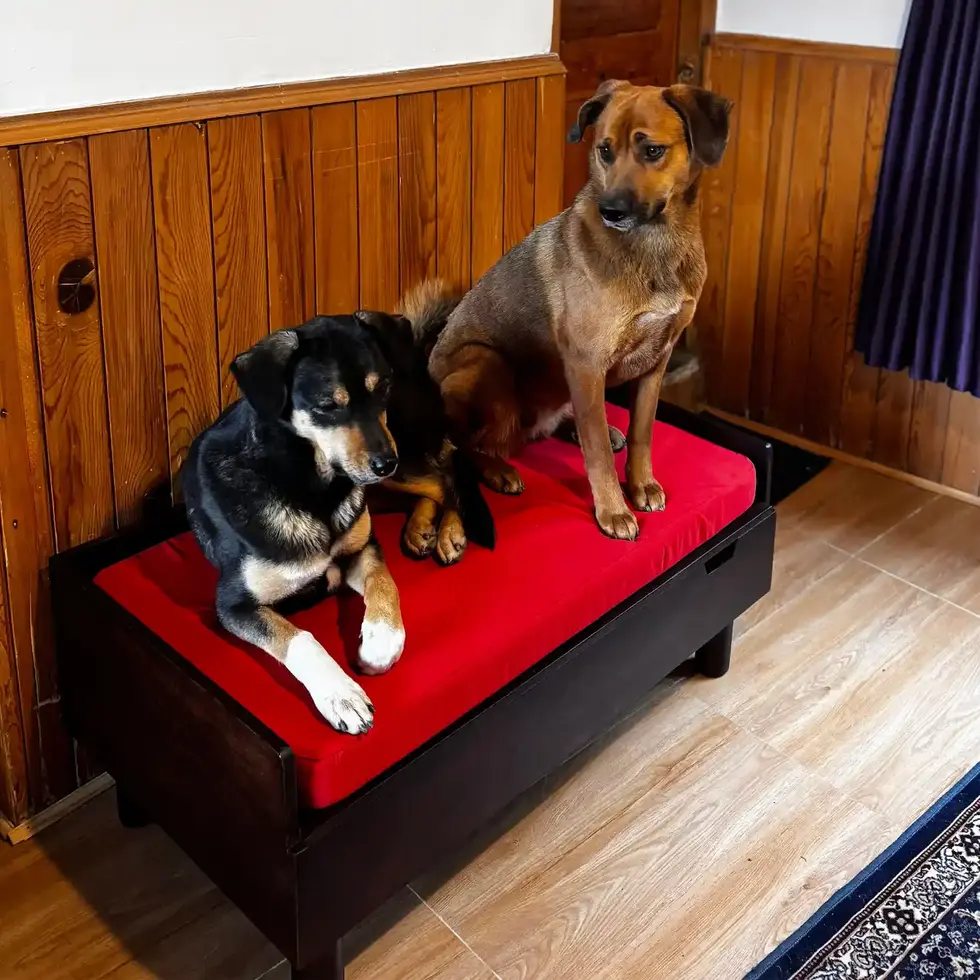 Large dog on the hibachi dog bed with red cushion