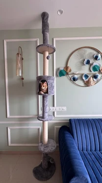 Got this for my cat's first birthday and as you can see she's a fan. Easy to set up and quite sturdy.
-Shreya