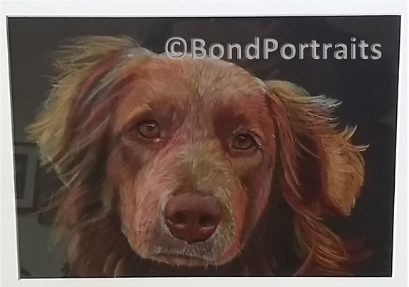 Pet Portraits AMBond