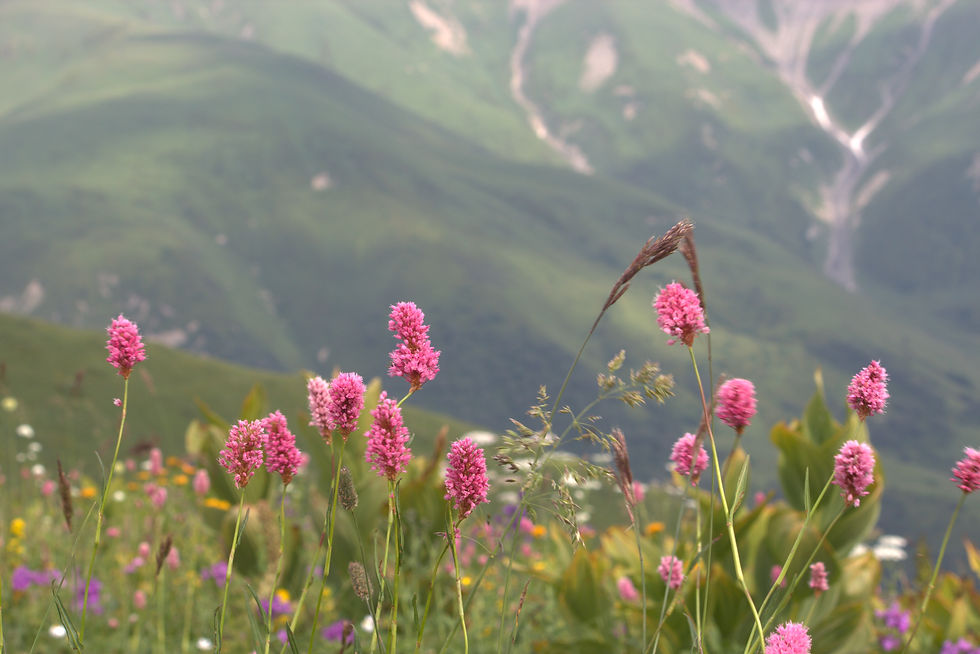 Mountain flowers in full bloom