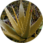 蘆薈菁華600X600.png