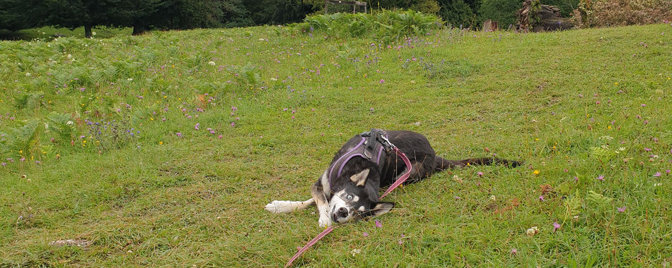 Achtsamkeitsspaziergang | Hundeschule | Dogs for Dogs