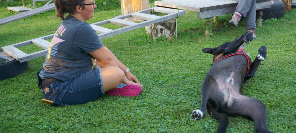 Degility | Hundeschule | Dogs for Dogs