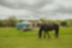 Painting with Ponies-13 Large