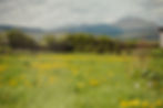 Painting with Ponies-03 Large.jpeg