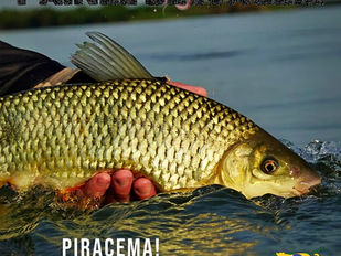 O fenômeno da Piracema