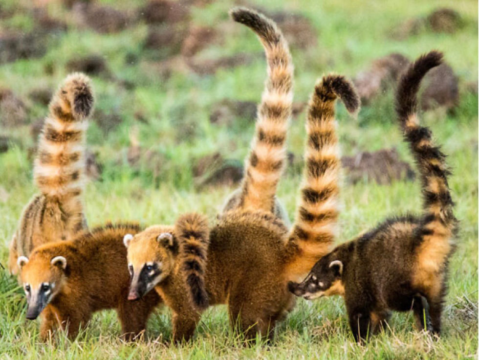 Una Salud y fauna silvestre: el papel de los coatíes (Nasua nasua) en la circulación de zoonoses