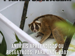 Animais apreendidos ou resgatados: para onde vão?