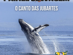 O canto das jubartes