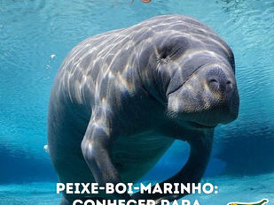 Peixe-boi-marinho: conhecer para conservar!
