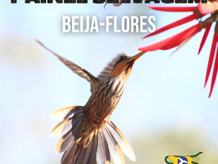Beija-flores