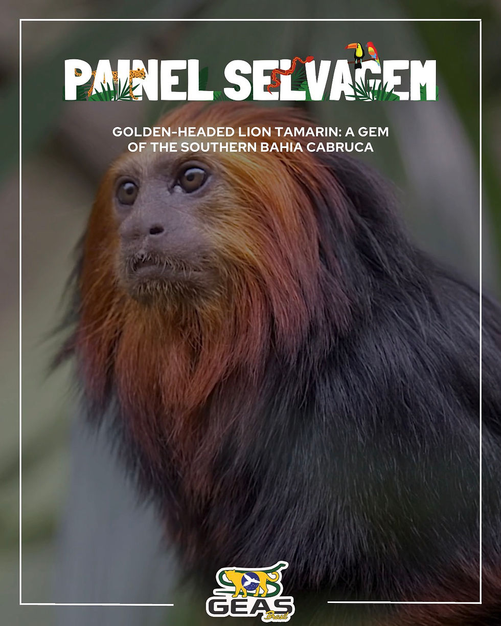 Golden-Headed Lion Tamarin: A Jewel of the Southern Bahian Cabruca