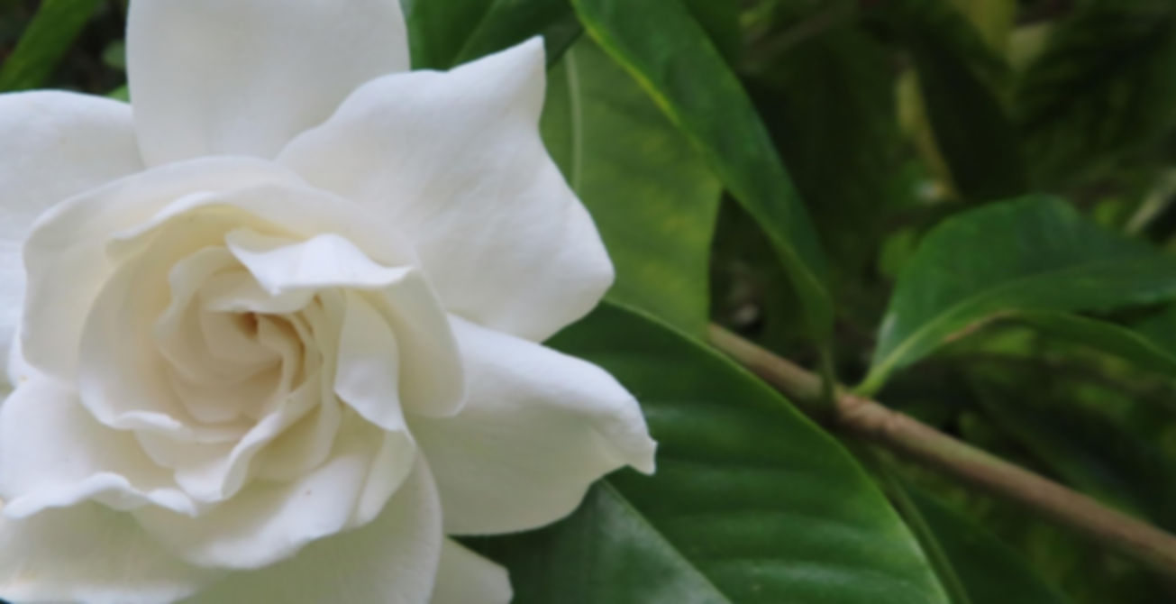 gardenia-5097886_1920.jpg