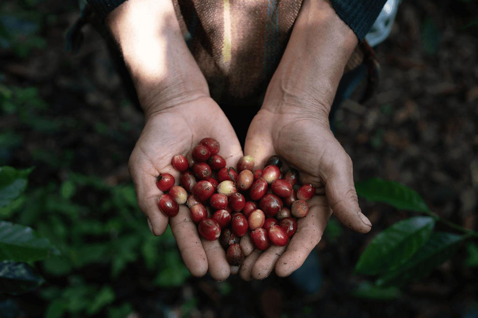 Handful of beans.jpg