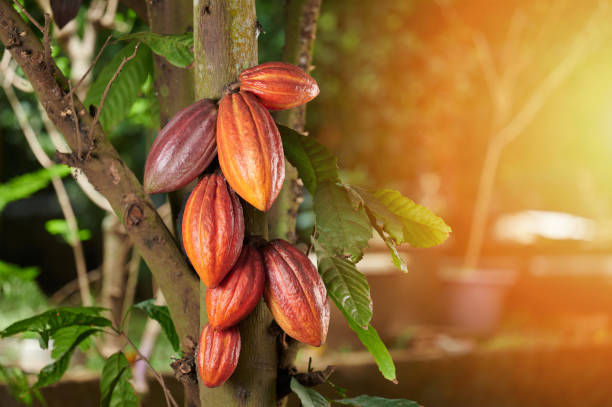 Cacao.jpg