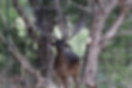 bucks 3