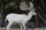 bucks 6