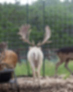bucks 7