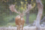 animal 2