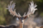 bucks 5