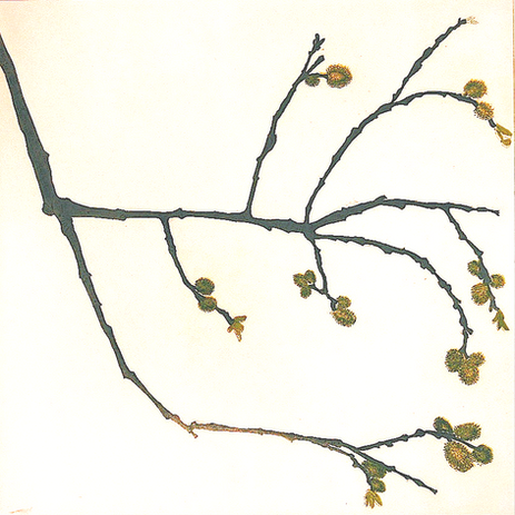 Catkins etching made at Botanic Gardens Dublin