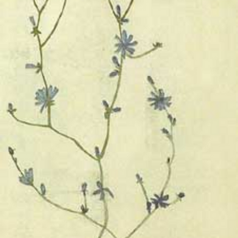 Chicory etching made in Umbria Italy