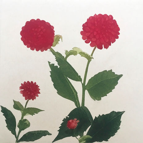 Dahlia Cornell Ball etching made at Botanic Gardens Dublin