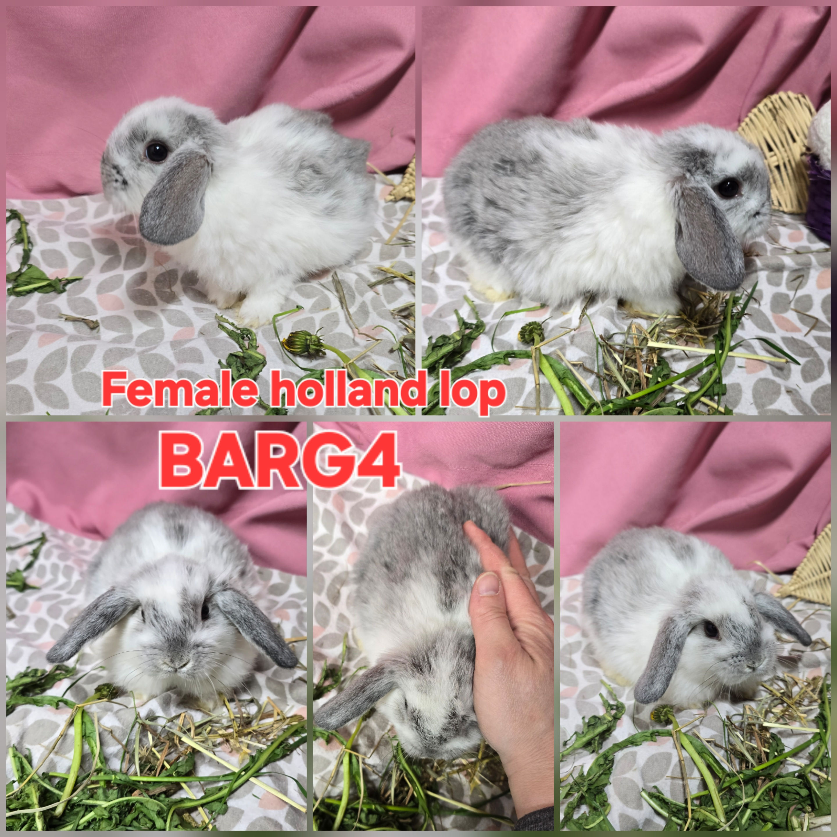 Female holland lop