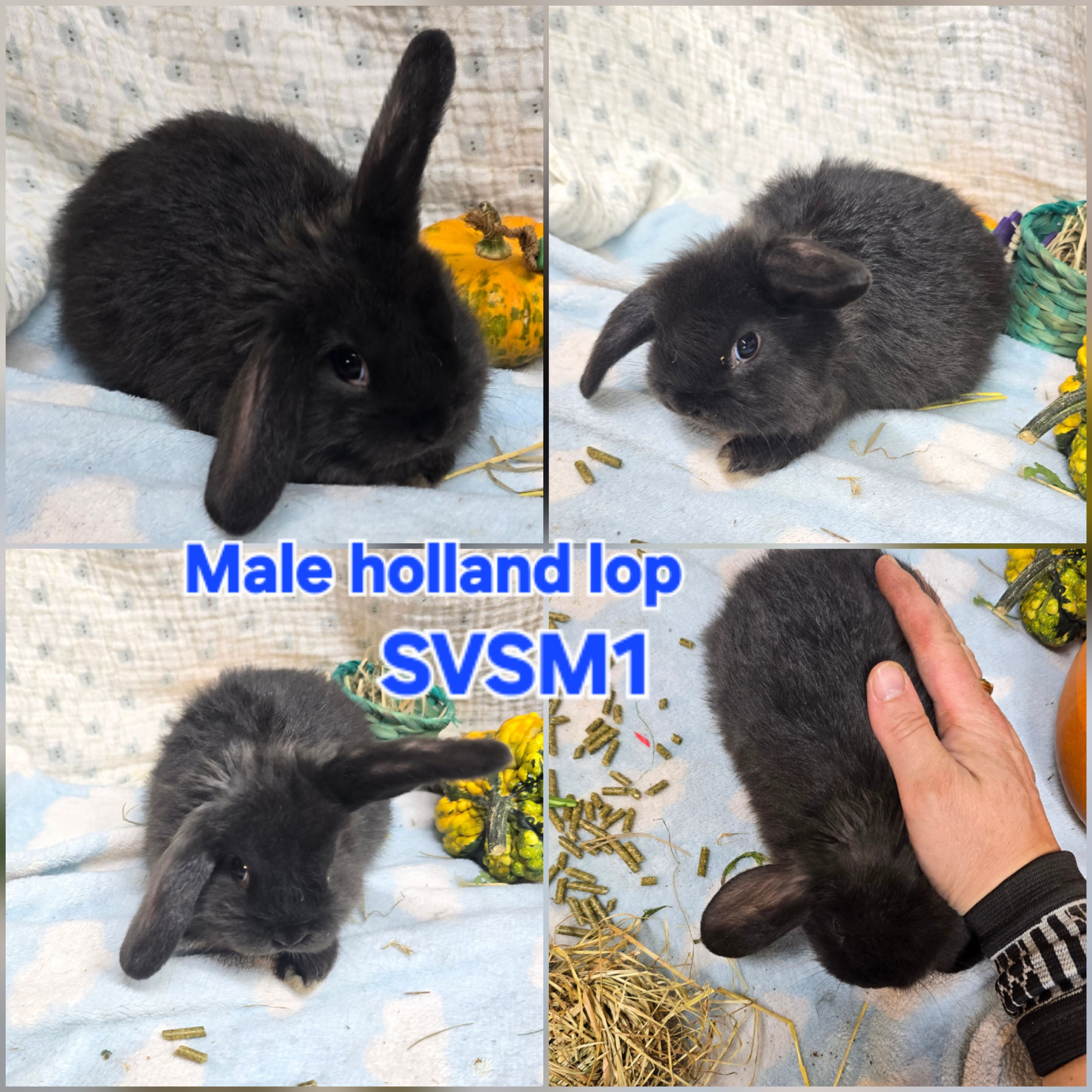 Male holland lop