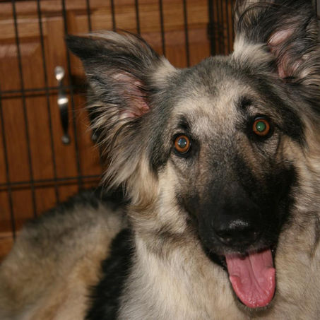 Intoxication in Dogs