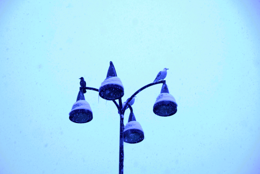 20. Four Directions, three birds