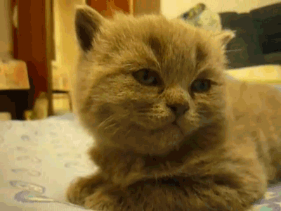 giphy (2).gif