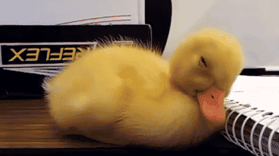 giphy (11).gif
