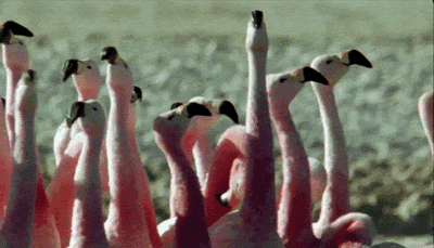 giphy (6).gif