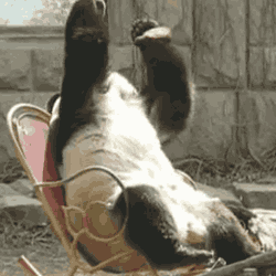 giphy (14).gif