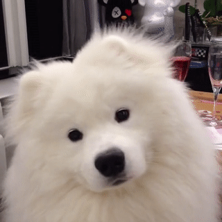 giphy (8).gif